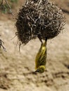 Village Weaver on nest