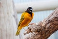 Village weaver