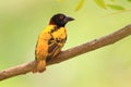 Village Weaver