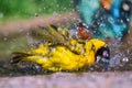 Village weaver Ploceus cucullatus taking a bath Royalty Free Stock Photo