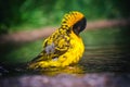 Village weaver Ploceus cucullatus taking a bath Royalty Free Stock Photo