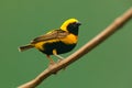 Village Weaver, Ploceus cucullatus, yellow and black bird from Uganda, Africa. Wildlife scene from nature. Weaver sitting on the t Royalty Free Stock Photo