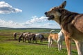 Herding dogs guarding a herd of horses grazing in the meadow under a cloudy sky in countryside