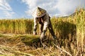 Village woman harvests fully grown grain in Yunnan Royalty Free Stock Photo