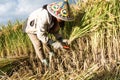 Village woman harvests fully grown grain in Yunnan Royalty Free Stock Photo