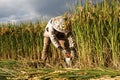 Village woman harvests fully grown grain in Yunnan Royalty Free Stock Photo