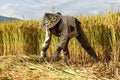 Village woman harvests fully grown grain in Yunnan Royalty Free Stock Photo