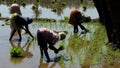 Village women working in a rice field.