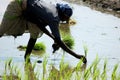 Village women working in a rice field.