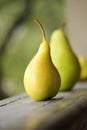 Village yellow pear