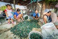 The villager are cleaning an Asian green mussel