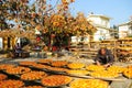 Villager Drying Persimmons in early winter Royalty Free Stock Photo
