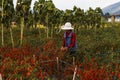 Villager picks chilli peppers during harvest season in Yunnan Royalty Free Stock Photo