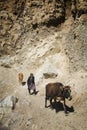Villager taking Cows for Grazing at Dhankar,Spiti valley,Himachal Pradesh,India Royalty Free Stock Photo