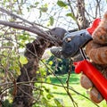 villager trims tree branches with garden pruner