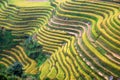 Villagers and Terraces