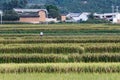 Villagers work in the field in Yunnan countryside Royalty Free Stock Photo