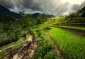 Villagers working on rice terraces