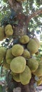 Villages jackfruit tree Royalty Free Stock Photo