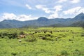 Villages of Jalisco Mexico, landscape with cows grazing in the town of Mirandillas. Royalty Free Stock Photo