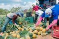 men collect and classify pineapple, in Colombia