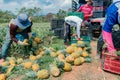 men collect and classify pineapple, in Colombia