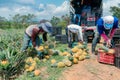 men collect and classify pineapple, in Colombia