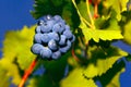 Villard grapes growing Royalty Free Stock Photo