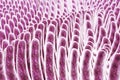 Villi of small intestine