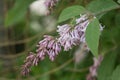 Villous lilac Syringa villosa, pink flowers and buds Royalty Free Stock Photo