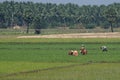 Backbreaking work in an Indian paddy field