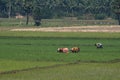 Backbreaking work in the rice fields of Tamil Nadu