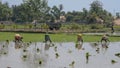 Hard work in an Indian rice paddy Royalty Free Stock Photo