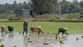 Women workers stooping to sow rice plants in Tamil Nadu