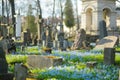 VILNIUS, LITHUANIA - APRIL 15, 2021: Blue scilla siberica spring flowers blossoming in Bernardine cemetery, one of the three