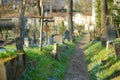 VILNIUS, LITHUANIA - APRIL 15, 2021: Blue scilla siberica spring flowers blossoming in Bernardine cemetery, one of the three