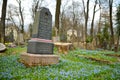 VILNIUS, LITHUANIA - APRIL 15, 2021: Blue scilla siberica spring flowers blossoming in Bernardine cemetery, one of the three