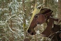 Creepy horse face in a wood