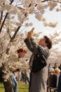 Vilnius, Lithuania - 04 22 2019: Woman taking picture of sakura flowers Royalty Free Stock Photo