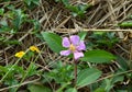 Viloet flower of Geranium pratense. Royalty Free Stock Photo
