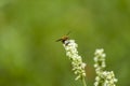 A Vimrul on the Wildflower with Green Background