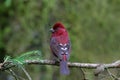 Vinacceus Rose Finch, Carpodacus vinaceus Royalty Free Stock Photo