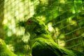 The vinaceous breasted amazon, Amazona vinacea, is a species of parrot in the family Psittacidae