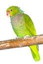 Vinaceous-breasted amazon parrot Royalty Free Stock Photo