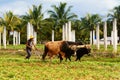 Cuban peasant with oxen plow in the Vinales valley