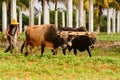 Cuban peasant with oxen plow in the Vinales valley