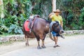 VINALES, CUBA - FEB 18, 2016: Buffalo with a saddle is waiting for tourists near Cueva del Indio cave in National Park