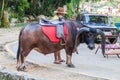 VINALES, CUBA - FEB 18, 2016: Buffalo with a saddle is waiting for tourists near Cueva del Indio cave in National Park