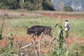 Local peasant with an ox in Vinales valley, Cuba