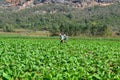 Cuban farmers spraying pesticide on a tobacco field in Vinales